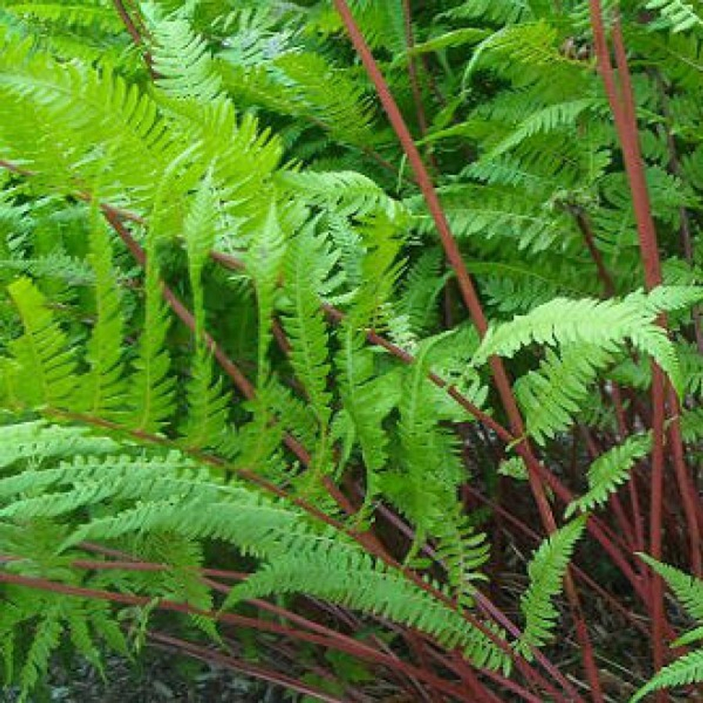 Кочедыжник женский "Lady in Red". Athyrium filix-femina "Lady in Red".