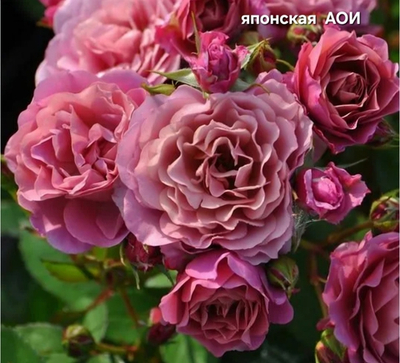 Саженцы роз японская АОИ