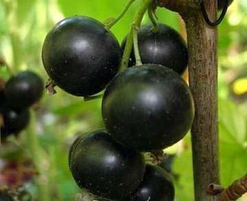 Смородина чёрная Баритон