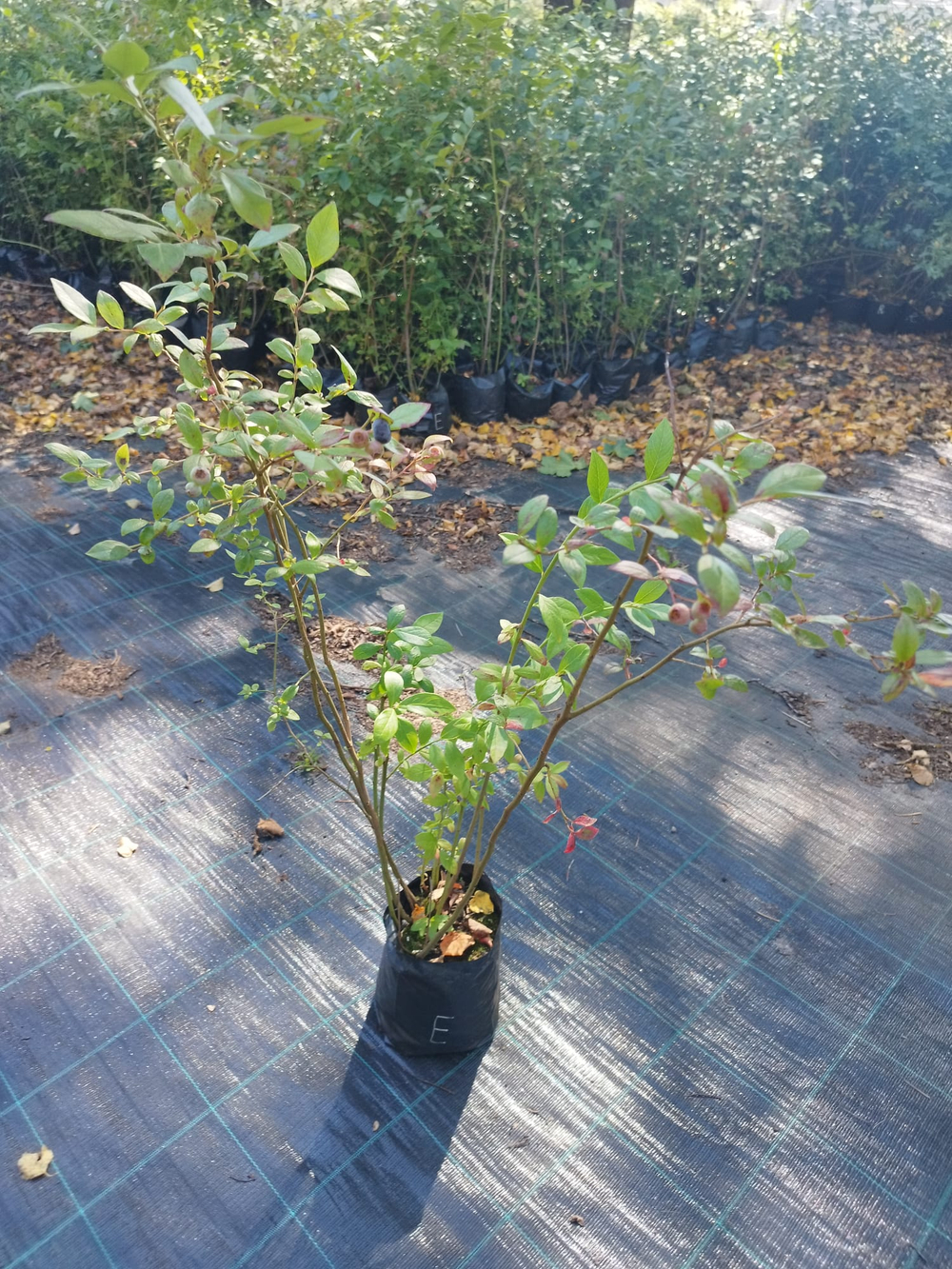 Голубика высокорослая Блюкроп (Vaccinium corymbosum Bluecrop)