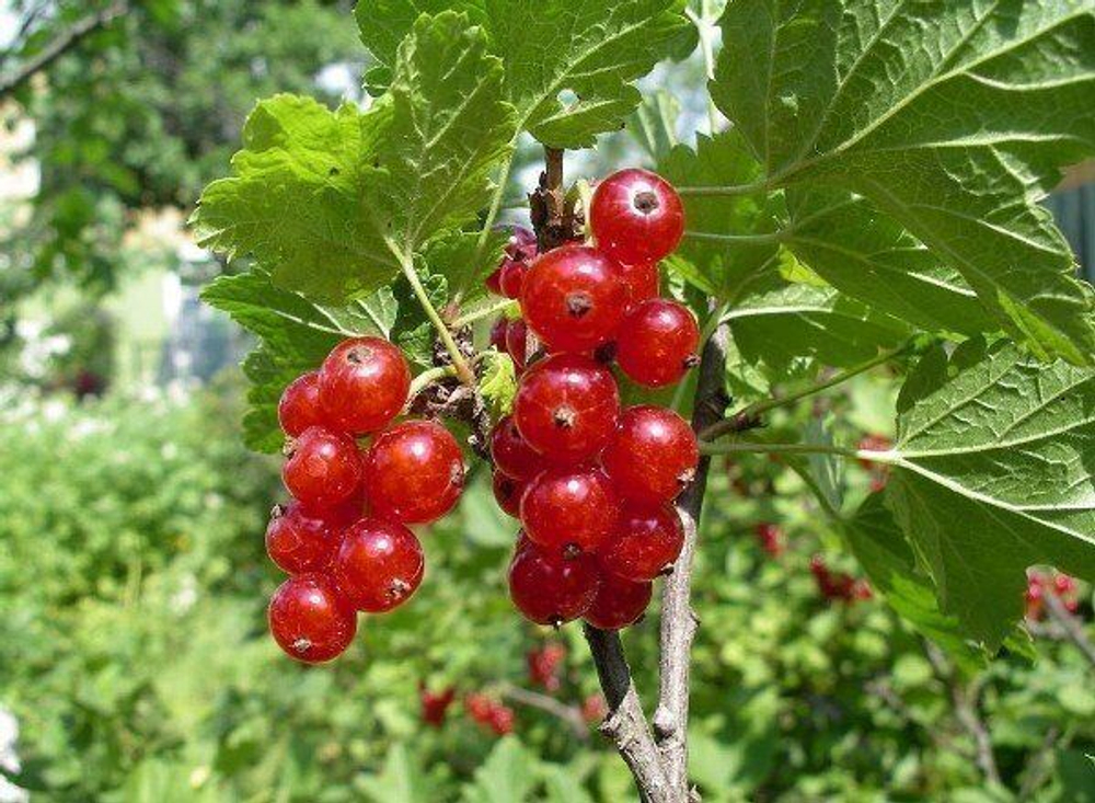 Смородина красная Ролан