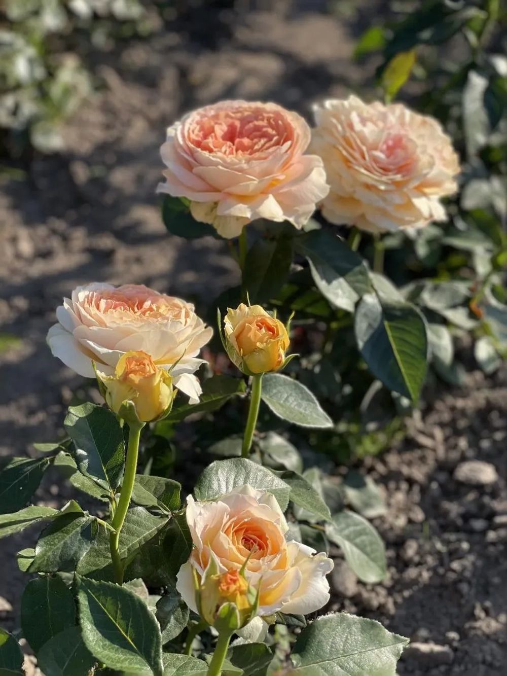 Роза чайно-гибридная Карамель Антик