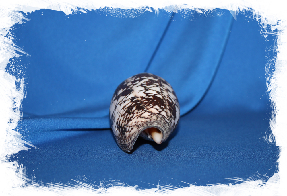 Конус ауликус (Conus aulicus)