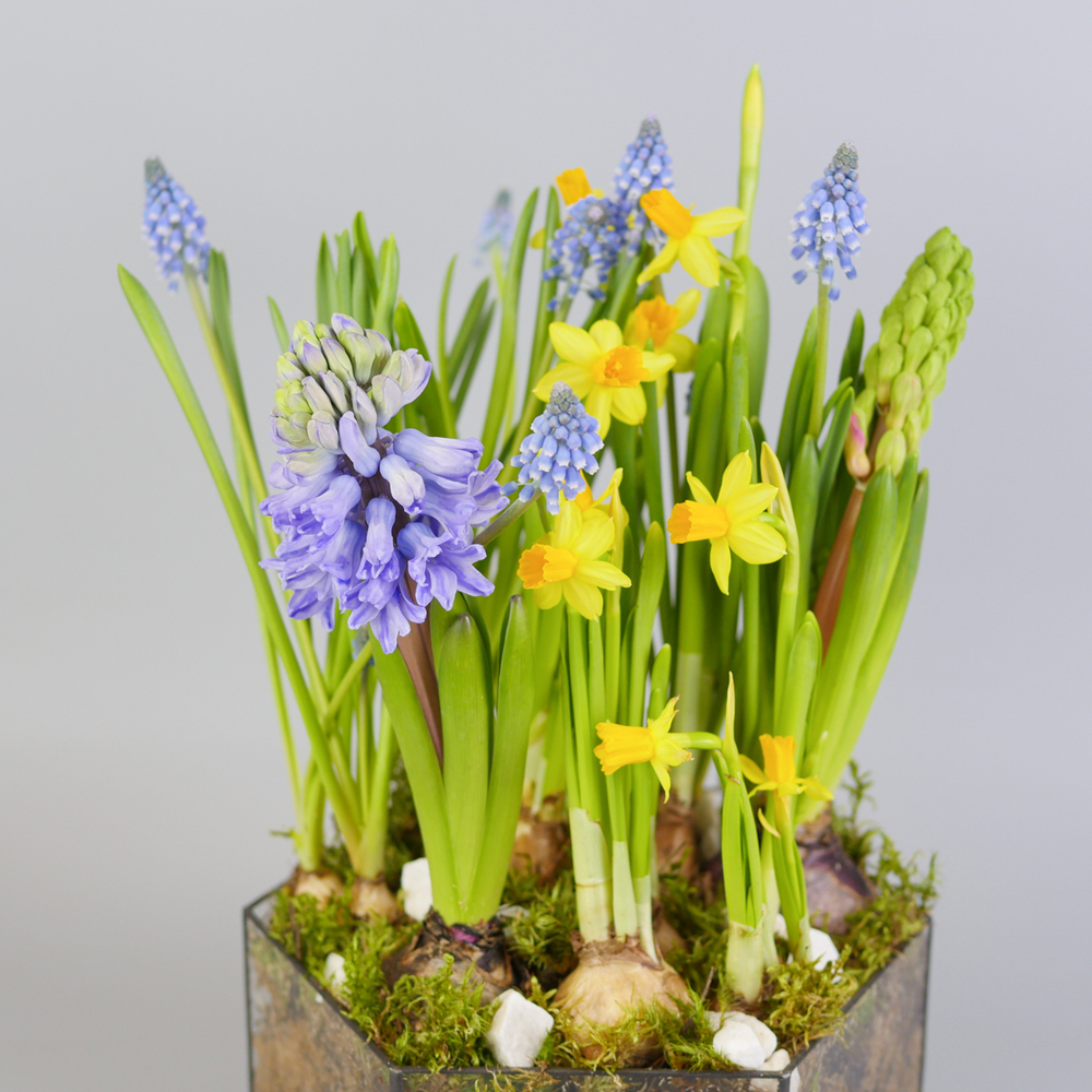 Композиция с первоцветами Весенний микс