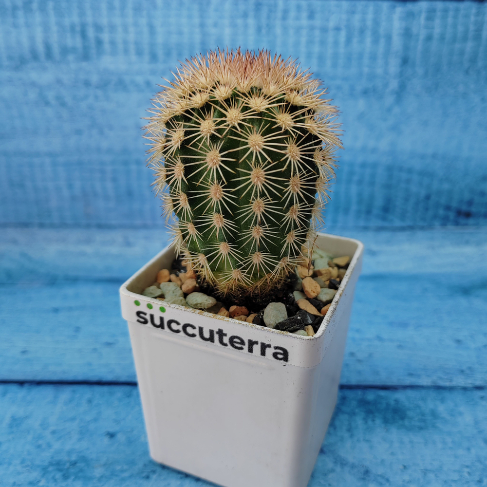 Echinocereus Pectinatus (Эхиноцереус)