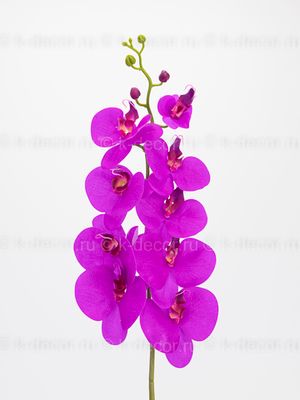 Орхидея Карибы