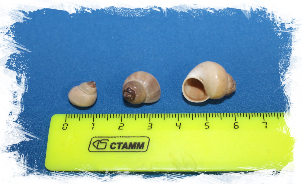 Фернандейзи Снейлс, 1-2,5см, 100гр, 120шт