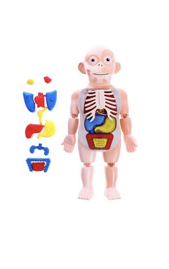 Набор для опытов "Научный набор 2В1",модель тела человека и лабораторная посуда