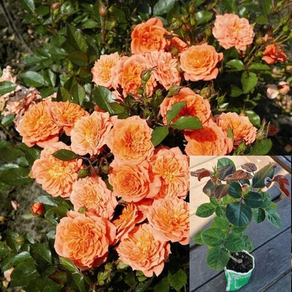 Роза Нинетта миниатюрная, саженец с ЗКС.