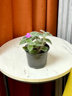 Цианотис самалийский, D10см Н15см, 1шт, Urban Jungle