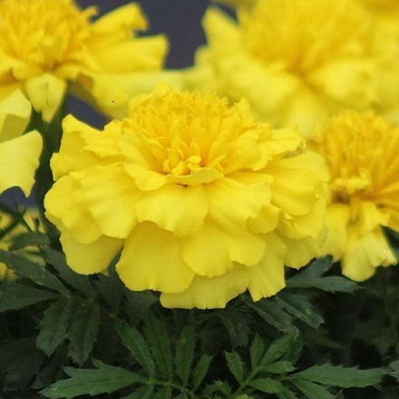 Бархатцы отклоненные жёлтые ( Deep Yellow) (6 шт)