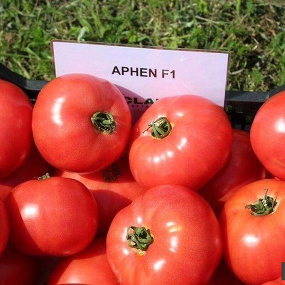 Семена томата Афен F1, Сlause, 5 шт.