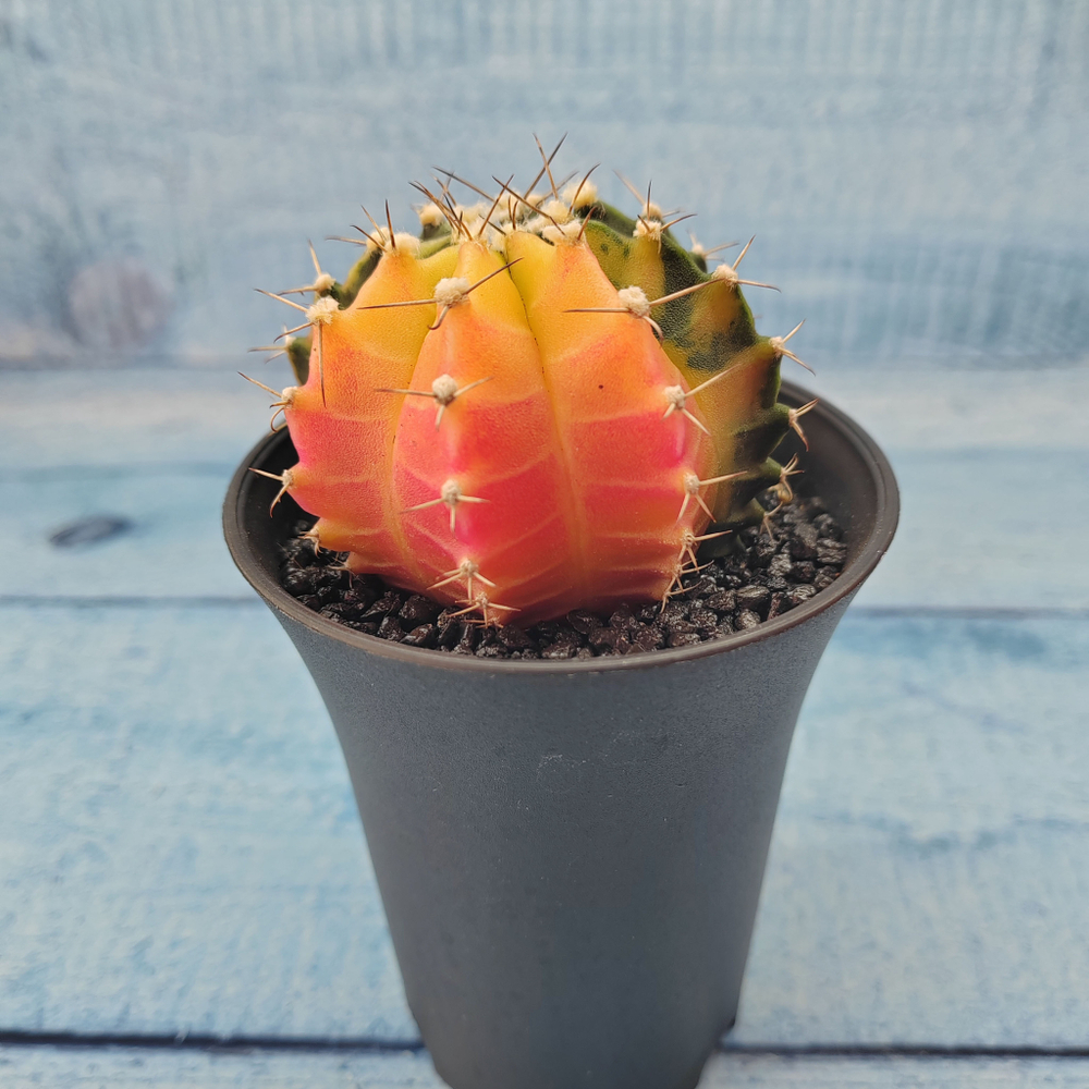 Gymnocalycium Variegata (Гимнокалициум Вариегатный)