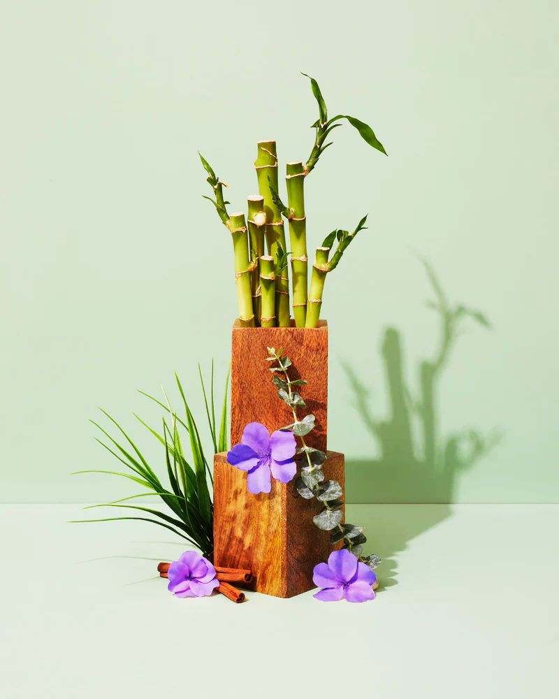 Зелёный бамбук и дикая фиалка (Green bamboo &amp; Wild violet)