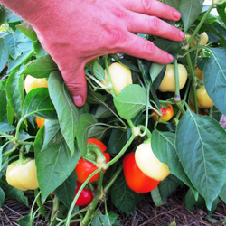 Перец Яблочный Онтара - Ontara Pepper