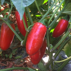 Форахидо F1 семена перца острого (Enza Zaden / Энза Заден)