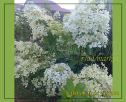 Гортензия метельчатая Дентель де горрон - Кружево Горрона (Hydrangea paniculata `Dentelle de Gorron`)