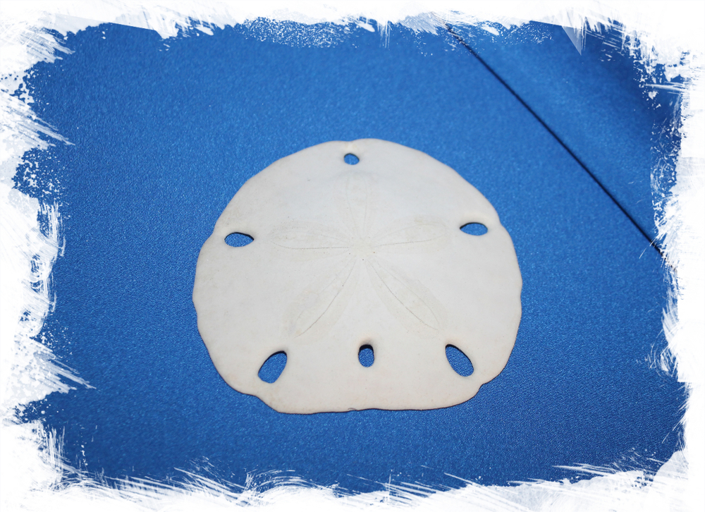 Панцирь морского ежа для декора