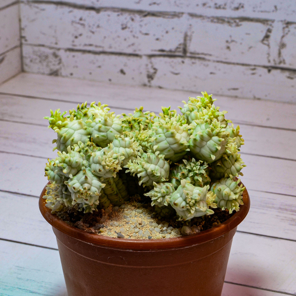 Euphorbia Mammillaris Variegata (Эуфорбия Вариегатная)