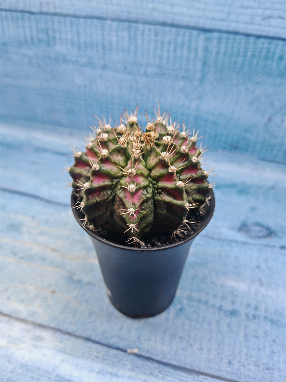 Gymnocalycium T-Rex Pink hybride (Гимнокалициум T-rex)