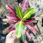 Кротон PINK MERIDIAN