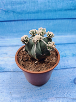 Astrophytum Myriostigma "Hakujo Fukuryu" (Астрофитум)