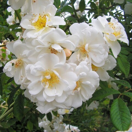 Роза плетистая Ликкефунд С6