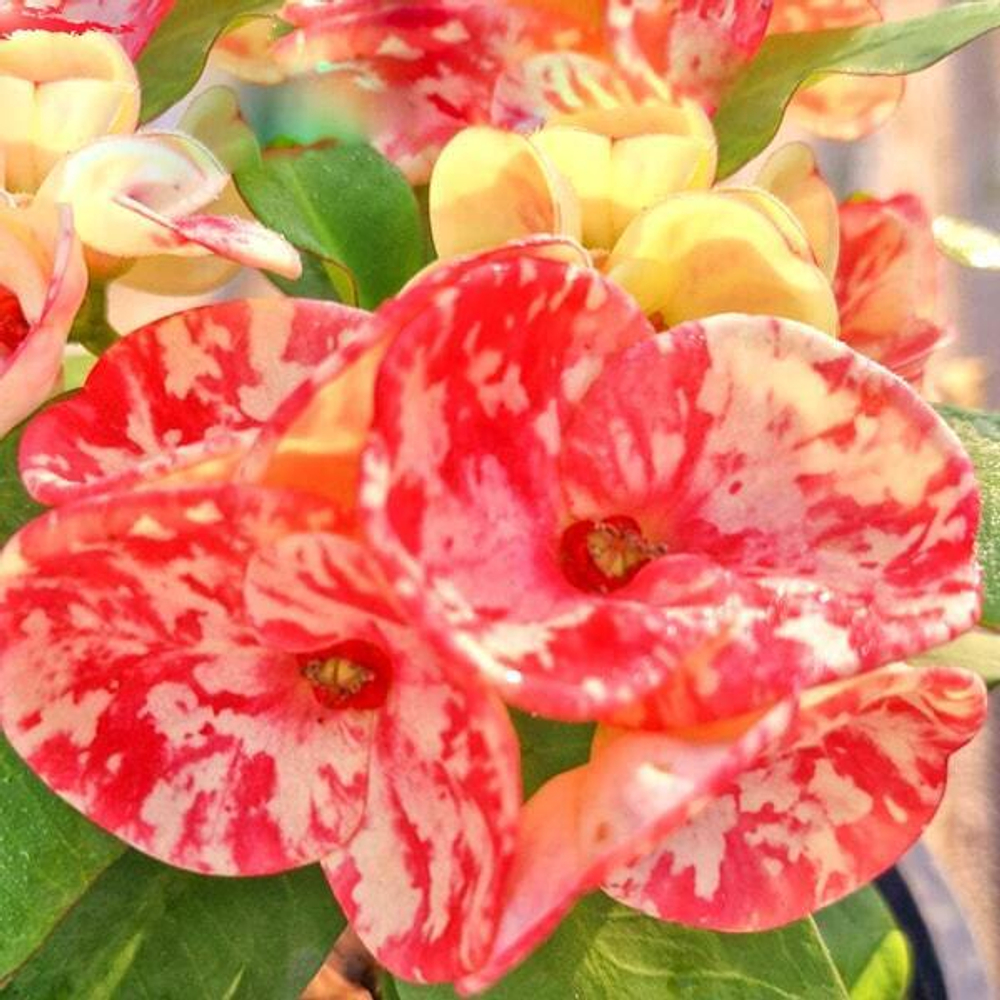 Эуфорбия Миля WAGYU