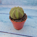 Euphoria Obesa (Эуфорбия)