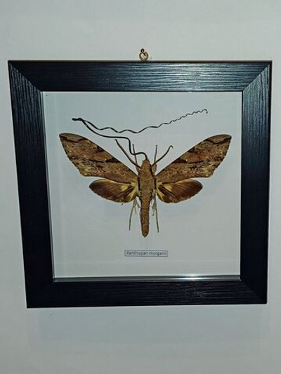 Бражник Xanthopan morganii в рамке