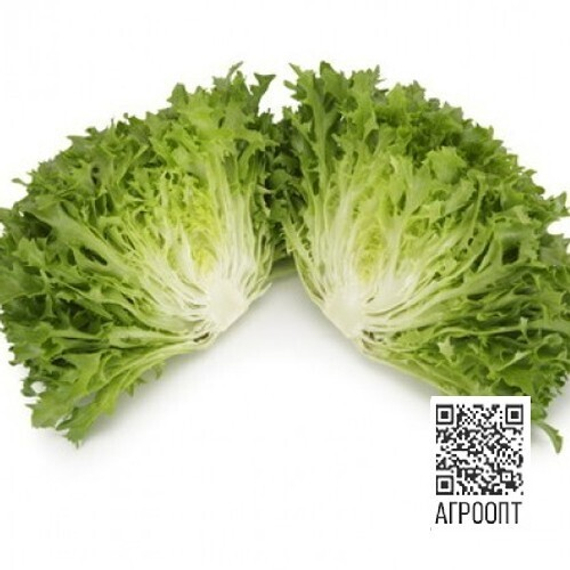 Экстемп семена салата листового (Rijk Zwaan / ALEXAGRO) культура – фото 4