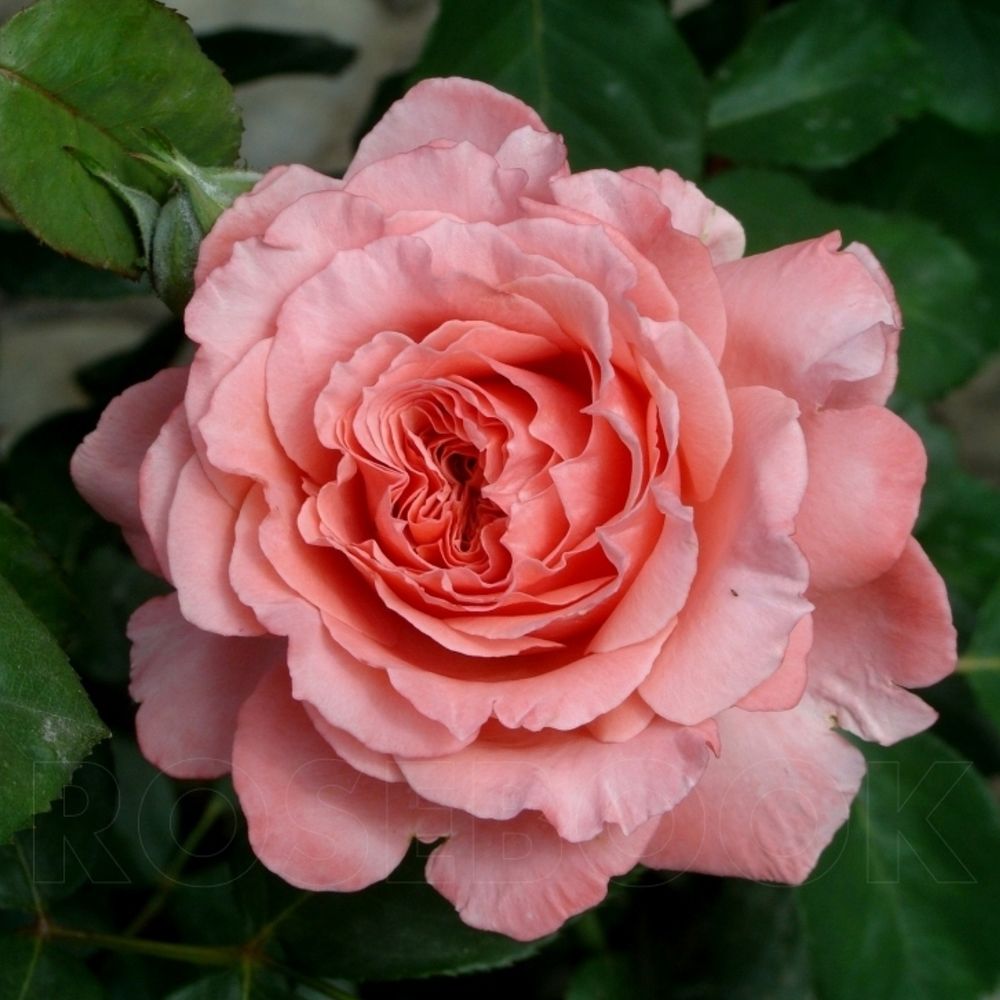 Лоран Каброль (Laurent Cabrol)