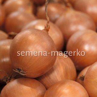 Лук репчатый Банко F1 250000 (семян)