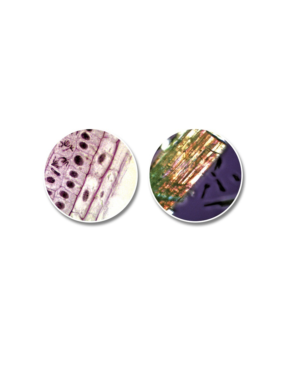 Комплект Компактный микроскоп + телескоп Bresser National Geographic  с держателем для смартфона