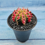Gymnocalycium Variegata (Гимнокалициум Вариегатный)
