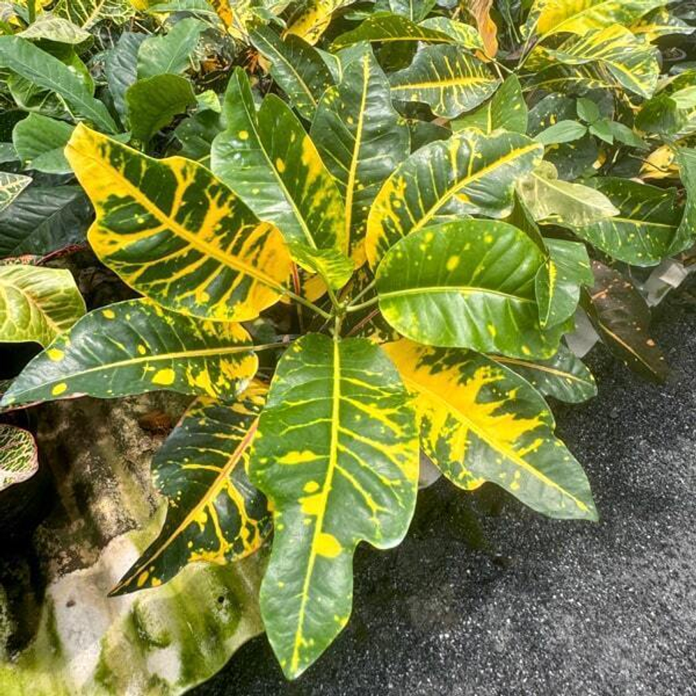 Кротон SEDTHEE MUEANG KHON