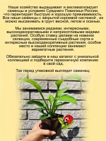 Хоста Голден Стандарт золотая желтая