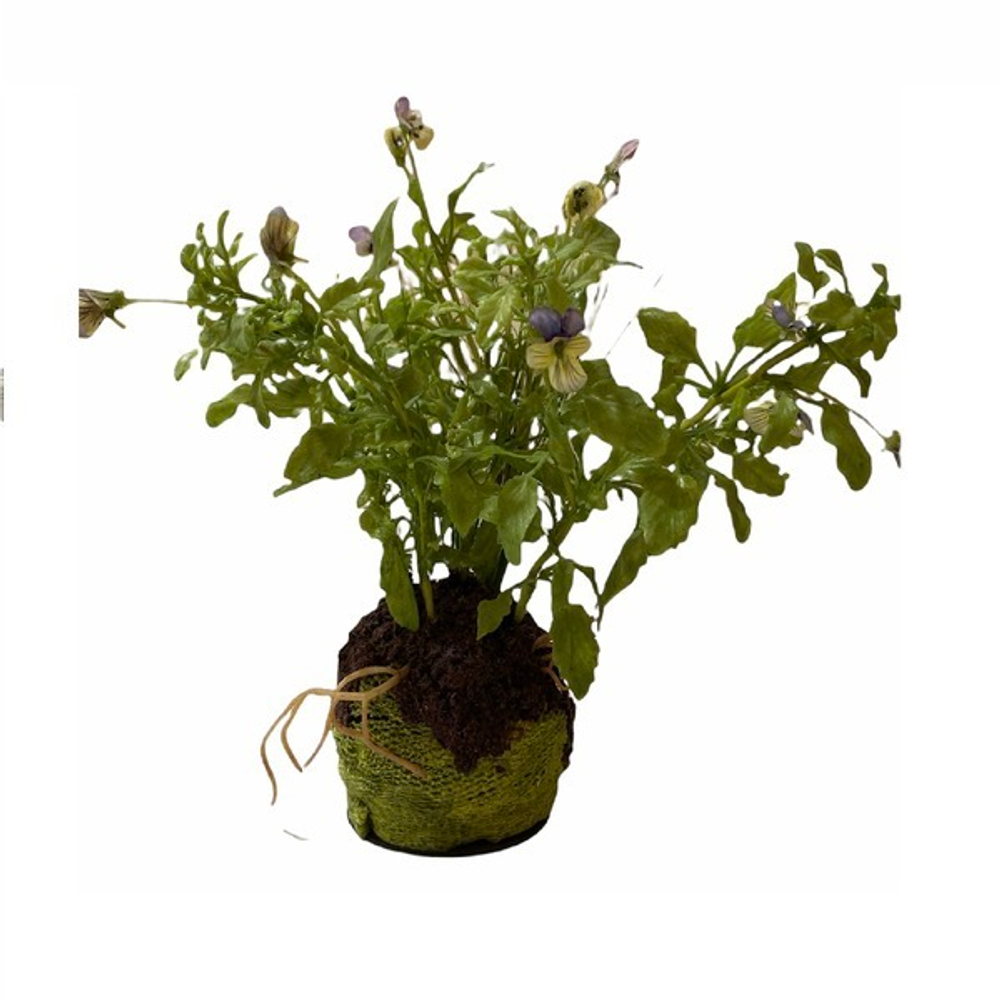 Анютины глазки