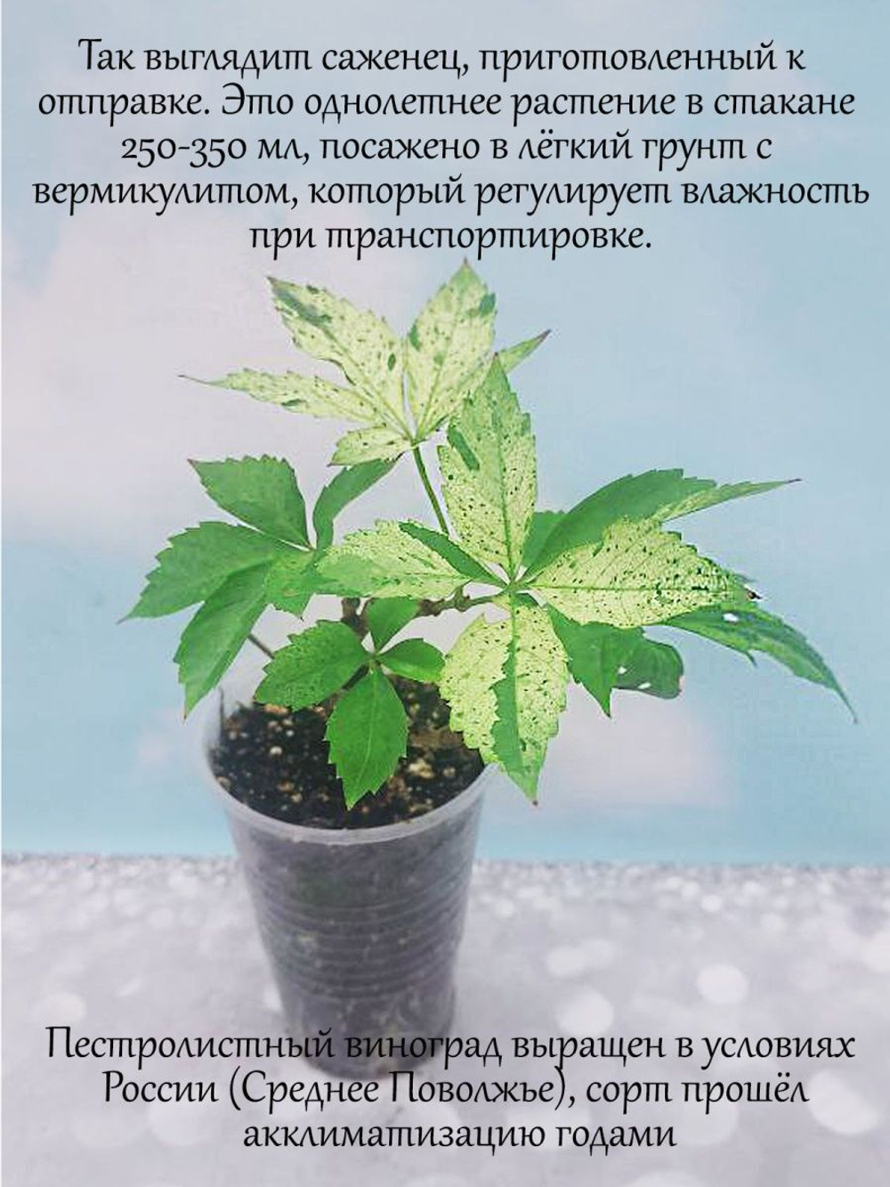 Пестролистный девичий виноград.