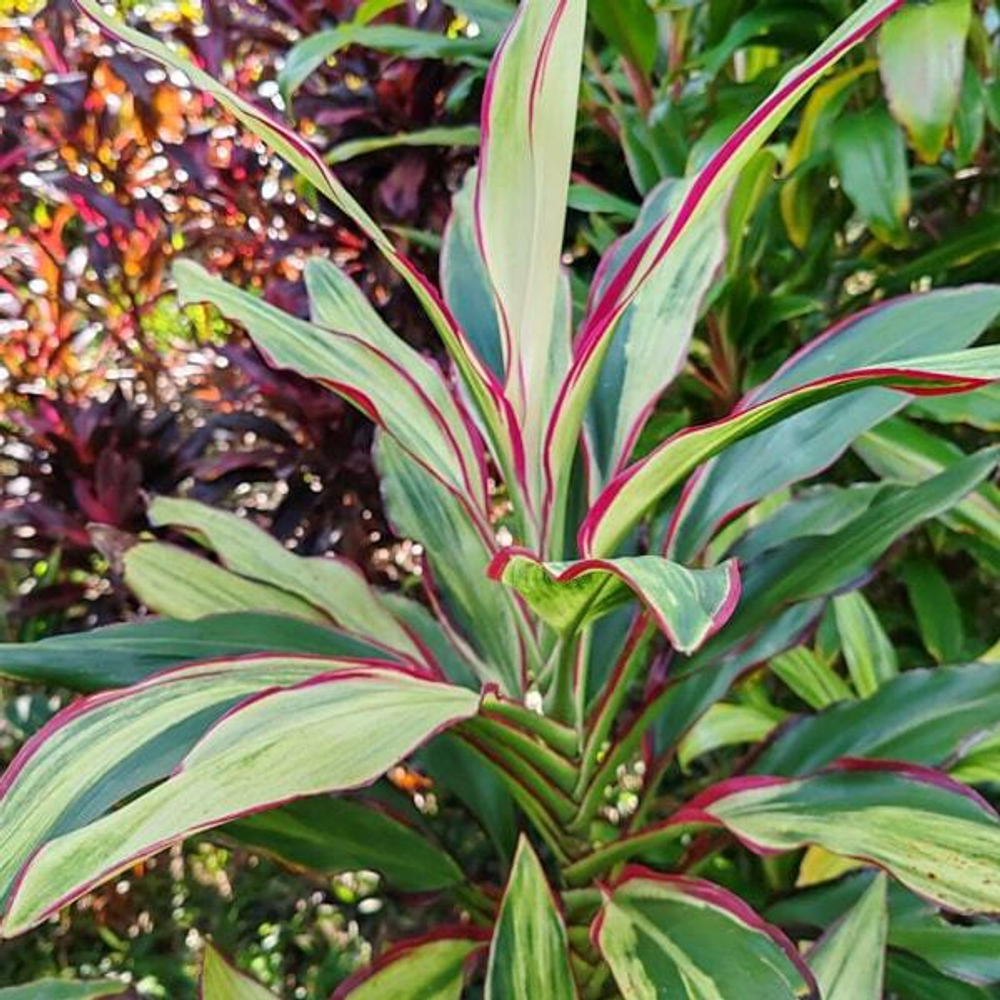 Кордилина JOHN KRASS FEMALE