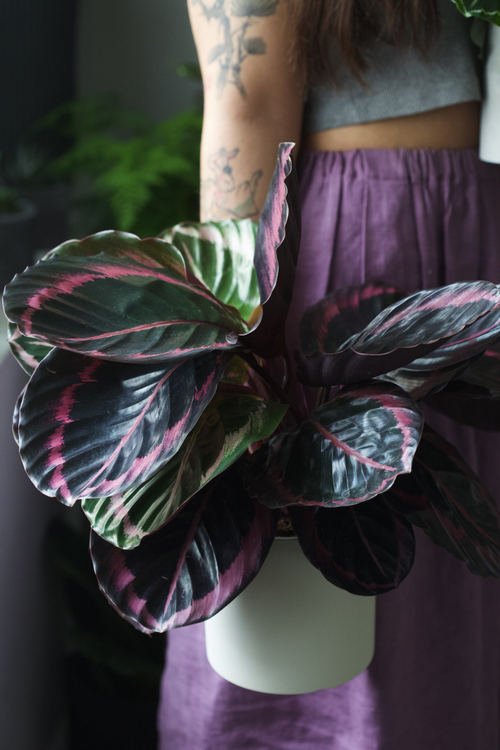 Калатея  Розеопикта