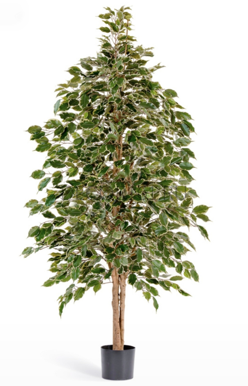 Фикус Бенджамина пёстрый натуральный 180см арт.10.32306NG Скидка