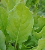 Широколистный семена щавеля (Гавриш)