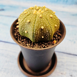 Astrophytum Asterias (Астрофитум)