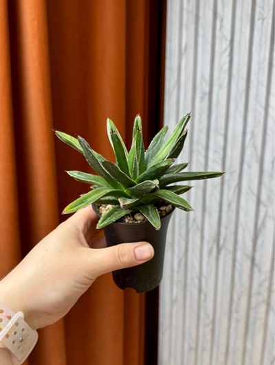 Агава Виктория Регина, D9см Н20см, 1шт, Urban Jungle (7583)