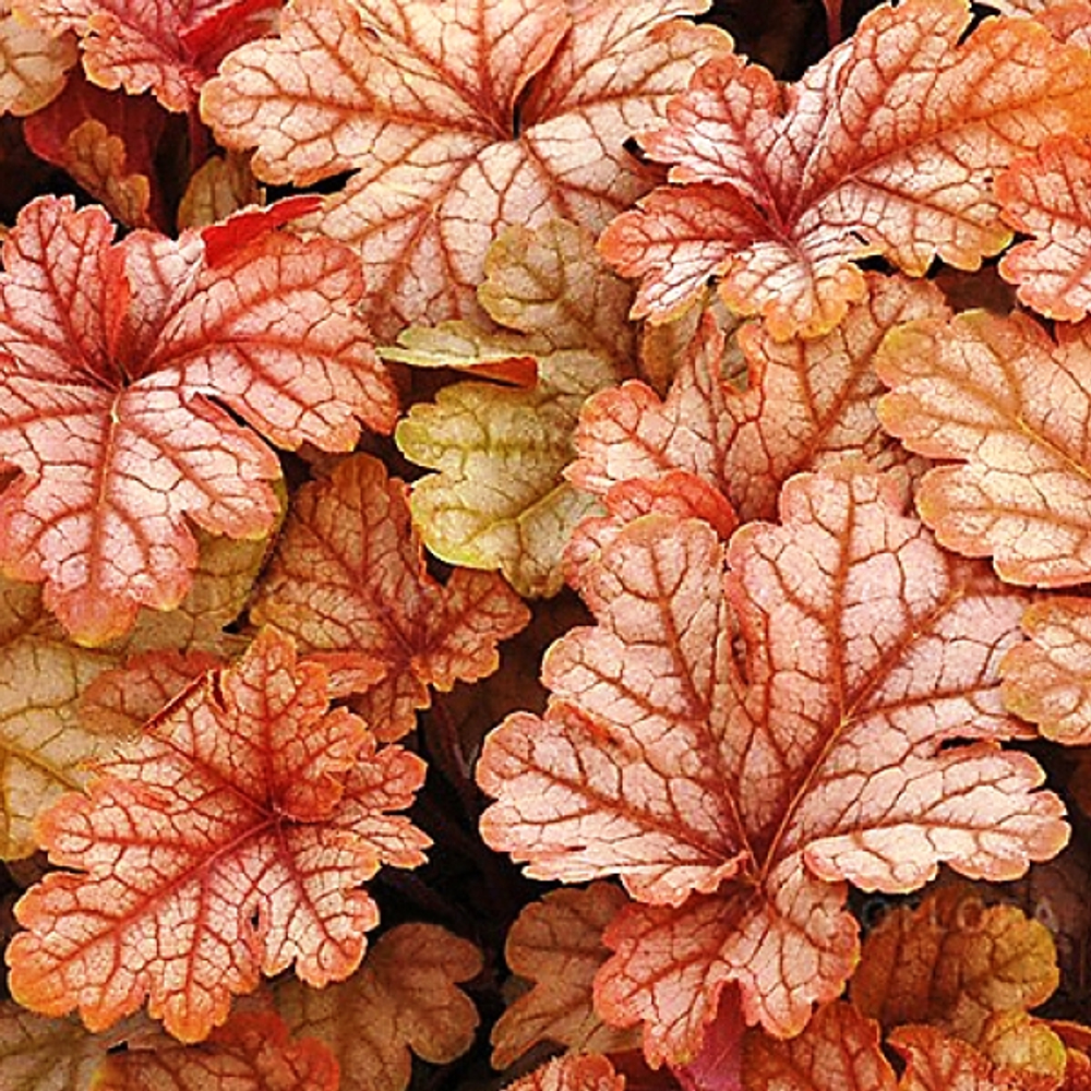 Гейхера Хани Роуз