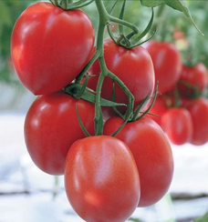 Лезгинка F1 семена томата индетерминантного (Гавриш)