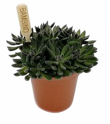 Купить живые суккуленты 🌵 Интернет-магазин суккулентов EnjoyPlants
