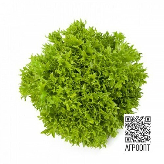 Экспириенс семена салата хрустящего с сильно рассеченным листом (Rijk Zwaan / ALEXAGRO) культура – фото 5