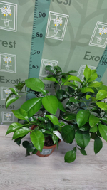 C. grandis × C. paradisi